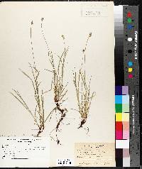 Carex nigromarginata image