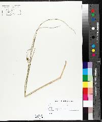 Carex oligosperma image