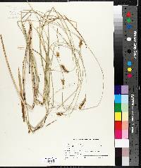 Carex oligosperma image