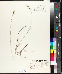 Carex pallescens image