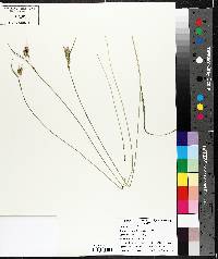 Carex pallescens image