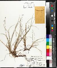 Carex peckii image