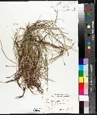 Carex peckii image