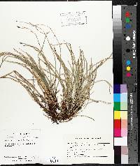 Carex pedunculata image