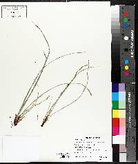 Carex pedunculata image