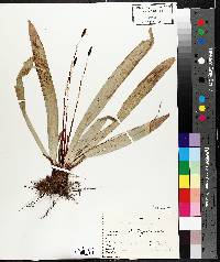 Carex plantaginea image