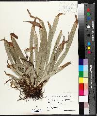 Carex plantaginea image