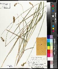 Carex projecta image