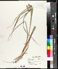 Carex pseudocyperus image