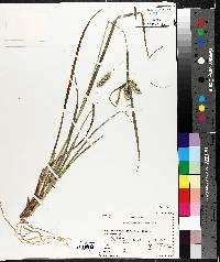 Carex pseudocyperus image