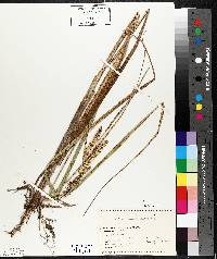 Carex rostrata image