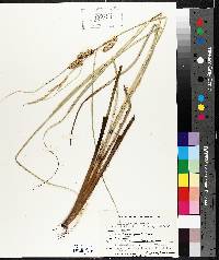 Carex rostrata image