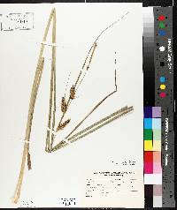 Carex rostrata image