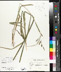 Carex scabrata image