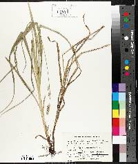 Carex sparganioides image