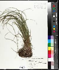 Carex swanii image