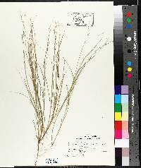 Carex trisperma image