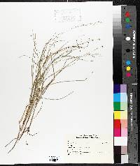 Carex trisperma image