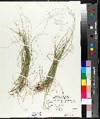 Carex trisperma image