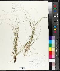 Carex trisperma image