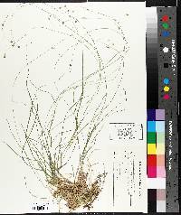 Carex trisperma image