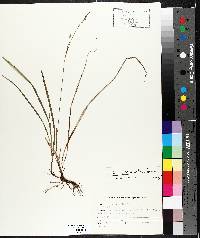 Carex vaginata image