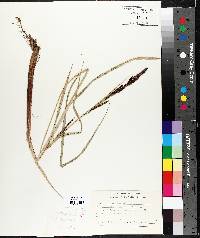 Carex vesicaria image