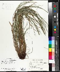 Carex virescens image