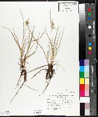 Carex viridula image