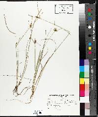 Carex viridula image