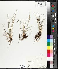 Carex viridula image