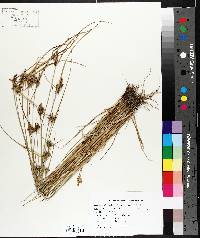 Carex viridula image