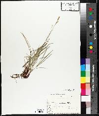 Carex woodii image