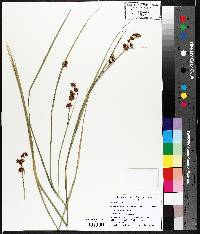 Cladium mariscoides image