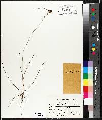 Cyperus filiculmis image