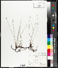 Eleocharis erythropoda image