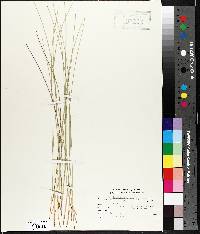 Eleocharis flavescens image