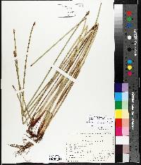 Eleocharis palustris var. palustris image