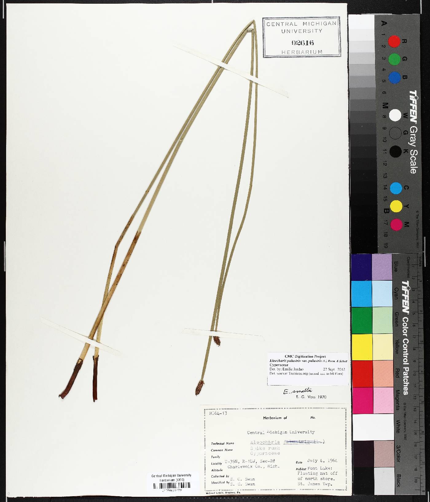 Eleocharis palustris var. palustris image