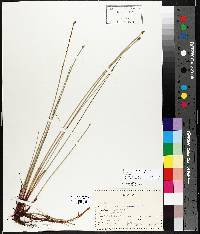 Eleocharis palustris var. palustris image