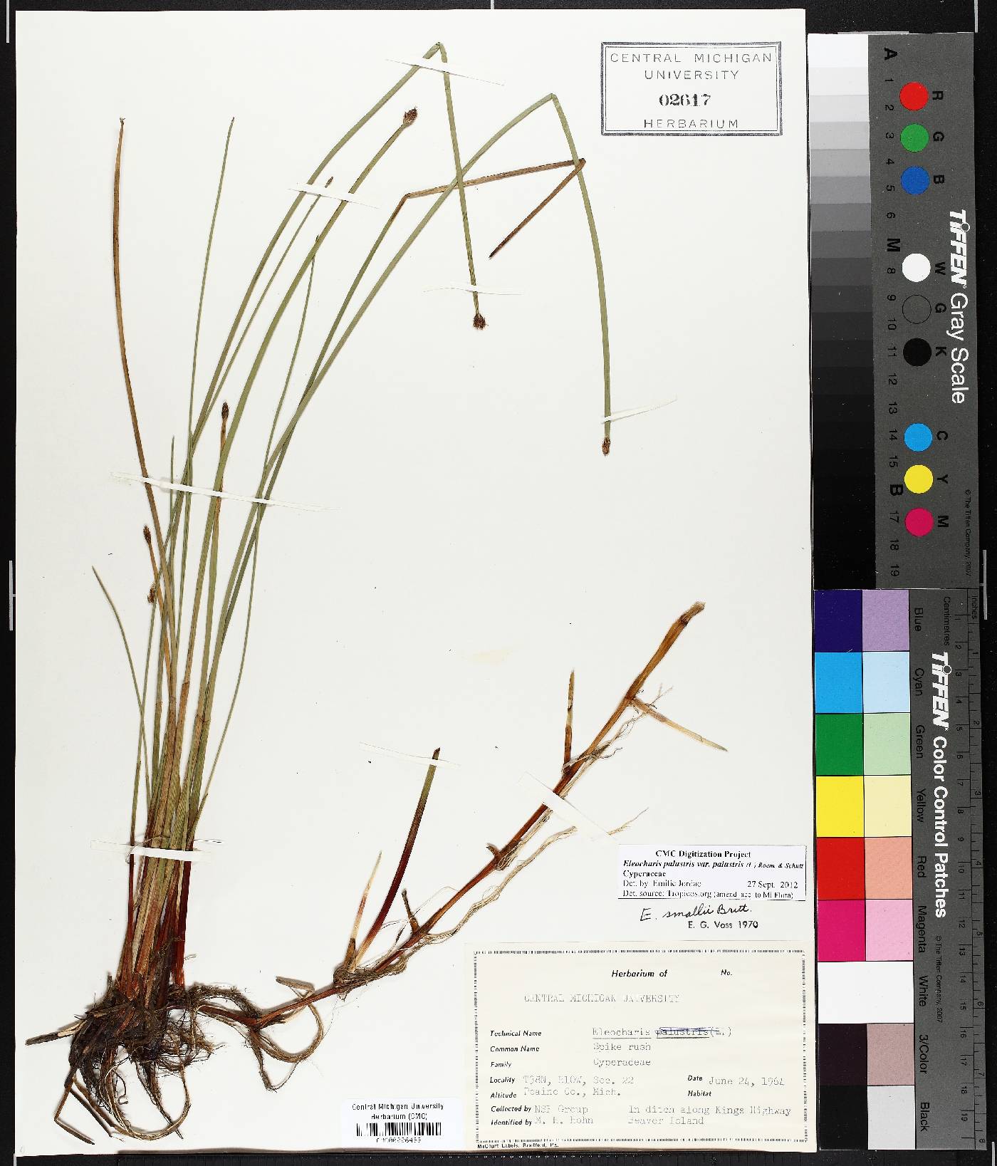 Eleocharis palustris var. palustris image