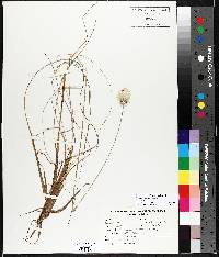 Eriophorum vaginatum image