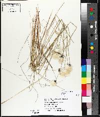 Eriophorum vaginatum image