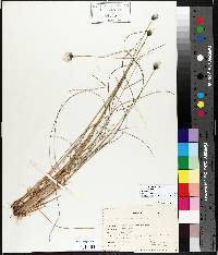 Eriophorum vaginatum image