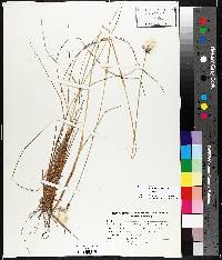 Eriophorum vaginatum image