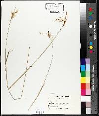 Eriophorum virginicum image