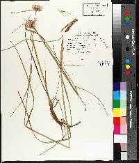 Eriophorum virginicum image