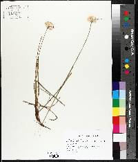 Eriophorum virginicum image