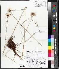 Eriophorum virginicum image