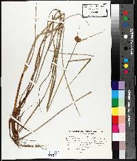 Eriophorum virginicum image